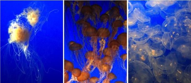 Jellyfish at the aquarium. Who knew there were so many different types of jellyfish?!